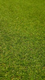 Green Grass Turf